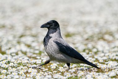 Danimarka 'daki doğal ortamında kukuletalı karga