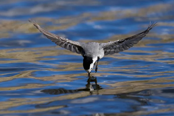 Witte Kwikstaart Zijn Natuurlijke Omgeving Denemarken — Stockfoto