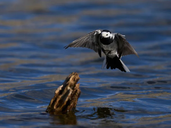 White Wagtail Its Natural Enviroment Denmark — Stock Photo, Image