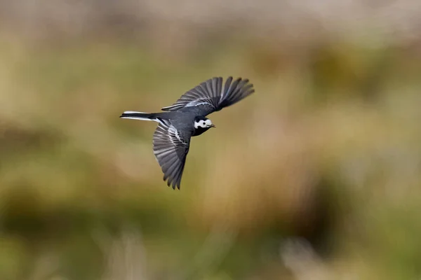 Wagtail Blanco Entorno Natural Dinamarca —  Fotos de Stock