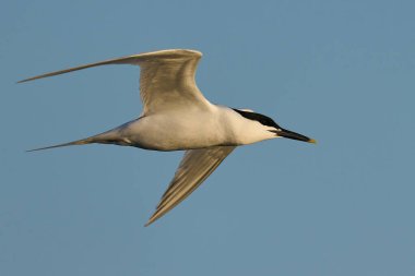 Danimarka 'daki doğal ortamında sandviç kabuğu.