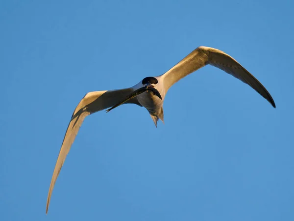 Sandwich Tern Its Natural Enviroment Denmark — Stock Photo, Image