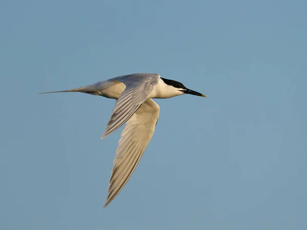 Sandwich Dans Son Environnement Naturel Danemark — Photo