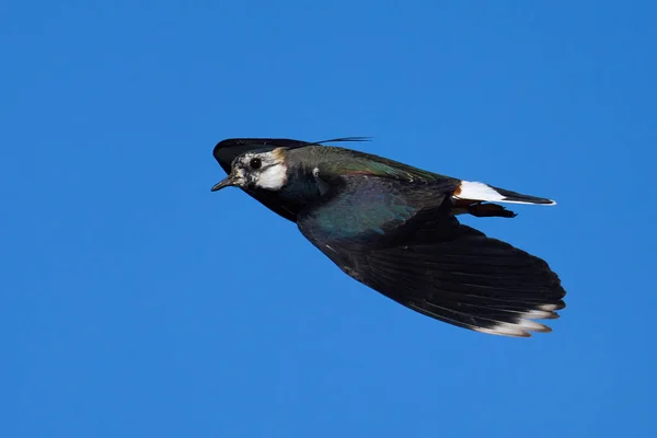 Lapwing Norte Vuelo Con Cielos Azules Fondo —  Fotos de Stock