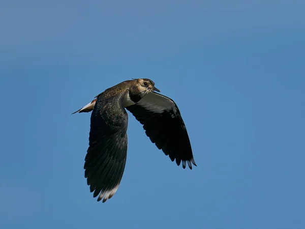 Northern Lapwing Flight Blue Skies Background — Stock Photo, Image