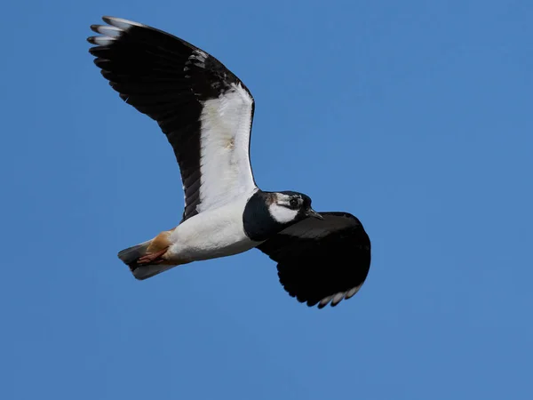 Déchirure Nord Dans Son Environnement Naturel Danemark — Photo