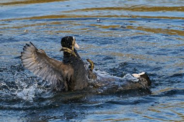 Avrasyalı öküzler doğal ortamlarında savaşıyor.