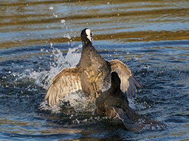 Avrasyalı öküzler doğal ortamlarında savaşıyor.
