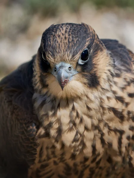 Faucon Pèlerin Juvénile Dans Son Habitat Naturel Stevns Klint Danemark — Photo