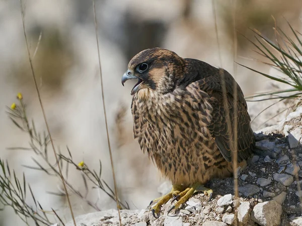 Juvenile Peregrine Falcon Στο Φυσικό Του Περιβάλλον Στο Stevns Klint — Φωτογραφία Αρχείου
