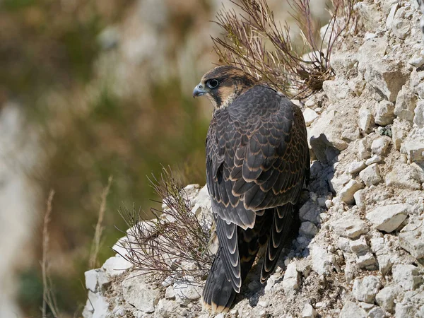 Halcón Peregrino Juvenil Hábitat Natural Stevns Klint Dinamarca — Foto de Stock