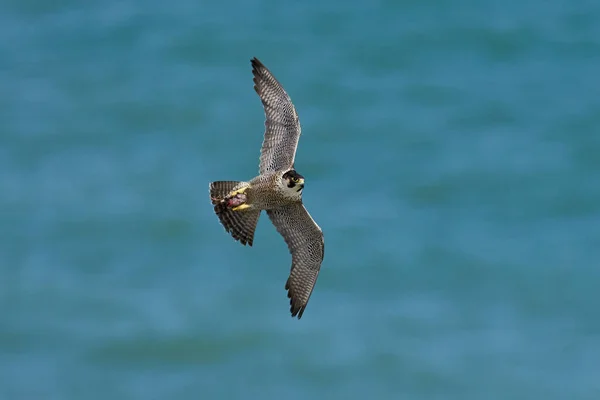 Falco Pellegrino Falco Peregrinus Nel Suo Ambiente Naturale Danimarca — Foto Stock