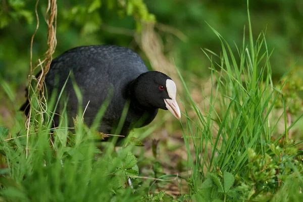 欧亚鳕鱼 Fulica Atra 的自然环境 — 图库照片