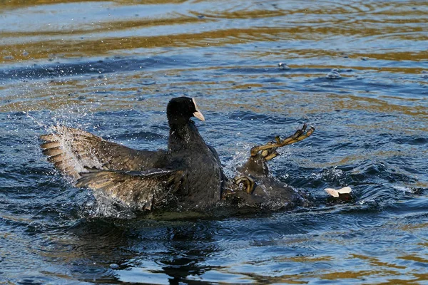 Coots Eurasiáticos Lutando Seu Habitat Natural — Fotografia de Stock