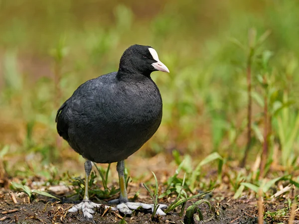 Foulque Eurasienne Dans Son Habitat Naturel Danemark — Photo