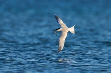 Danimarka 'daki doğal ortamında sandviç kabuğu.