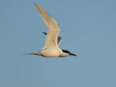 Danimarka 'daki doğal ortamında sandviç kabuğu.
