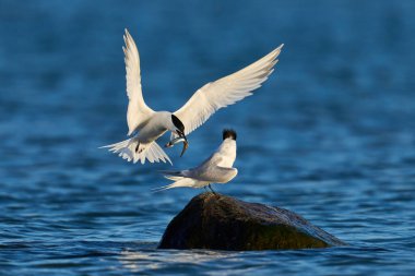 Danimarka 'daki doğal ortamında sandviç kabuğu.