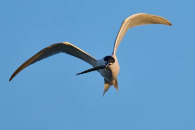 Danimarka 'daki doğal ortamında sandviç kabuğu.