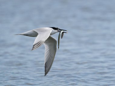 Doğal ortamında gagasında bir kabarcıkla uçmakta olan sandviç kabuğu.