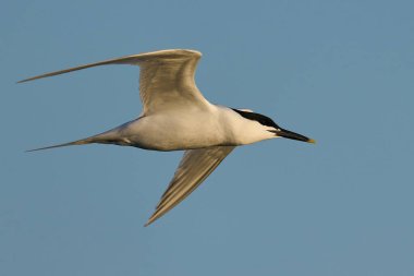 Danimarka 'daki doğal ortamında sandviç kabuğu.