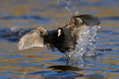 Avrasya yaban ördeği (Fulica atra) doğal ortamında