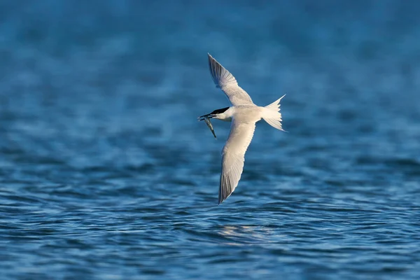 Tern Sanduíche Seu Ambiente Natural Dinamarca — Fotografia de Stock