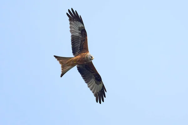 Rotmilan Flug Mit Blauem Himmel Hintergrund — Stockfoto