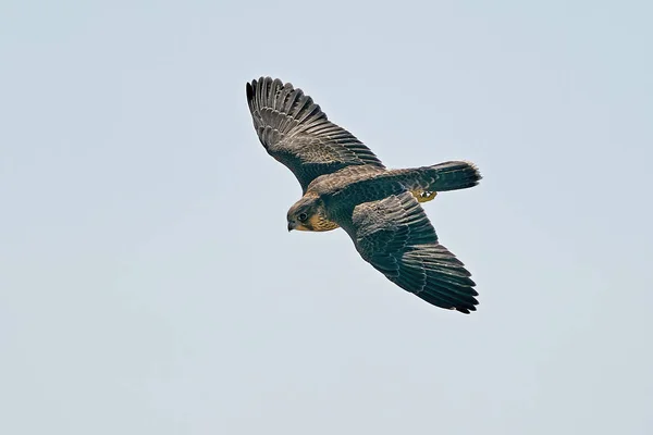 Halcón Peregrino Juvenil Hábitat Natural Stevns Klint Dinamarca —  Fotos de Stock