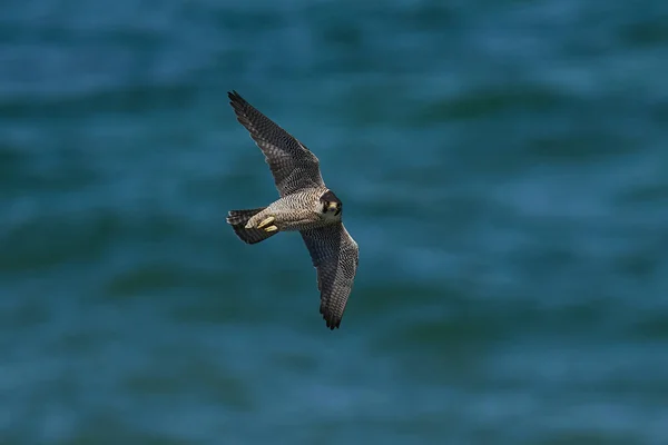 Halcón Peregrino Falco Peregrinus Entorno Natural Dinamarca —  Fotos de Stock