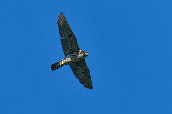 Peregrine Falcon Falco Peregrinus Its Natural Enviroment Denmark — Stock Photo, Image