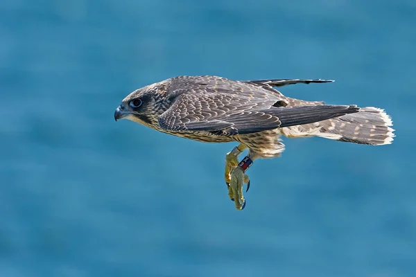 Falco Pellegrino Giovanile Nel Suo Habitat Naturale Stevns Klint Danimarca — Foto Stock