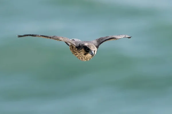Falco Pellegrino Giovanile Nel Suo Habitat Naturale Stevns Klint Danimarca — Foto Stock