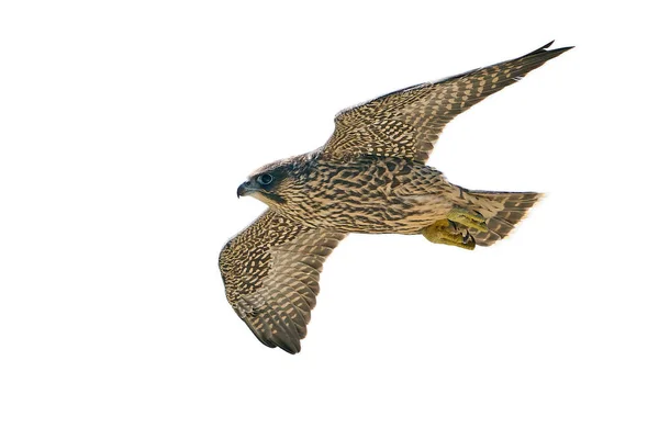 Juvenile Peregrine Falk Flygning Isolerad Vit Bakgrund — Stockfoto