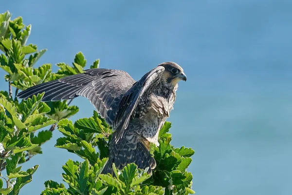 Faucon Pèlerin Juvénile Dans Son Habitat Naturel Stevns Klint Danemark — Photo