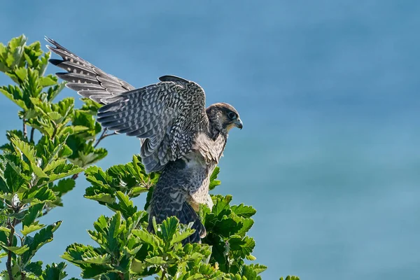 Falcão Peregrino Juvenil Seu Habitat Natural Stevns Klint Dinamarca — Fotografia de Stock