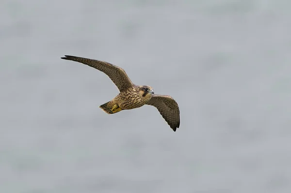Falco Pellegrino Giovanile Nel Suo Habitat Naturale Stevns Cliff Danimarca — Foto Stock