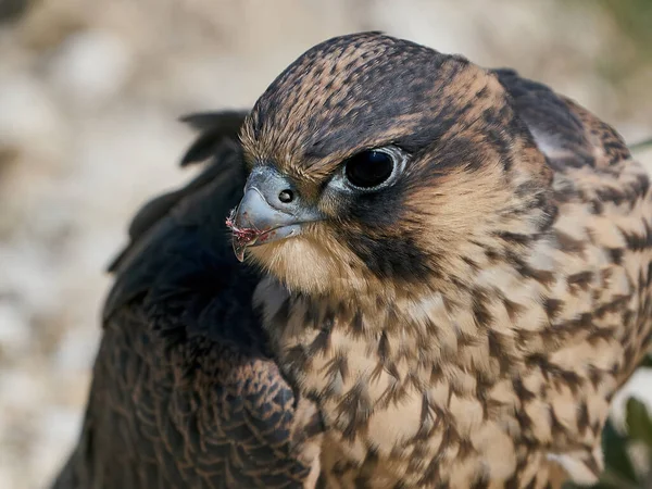 Halcón Peregrino Juvenil Hábitat Natural Stevns Klint Dinamarca — Foto de Stock