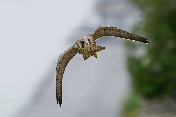 Młodzieńczy Sokoł Peregrine Swoim Naturalnym Środowisku Klifie Stevns Dania — Zdjęcie stockowe