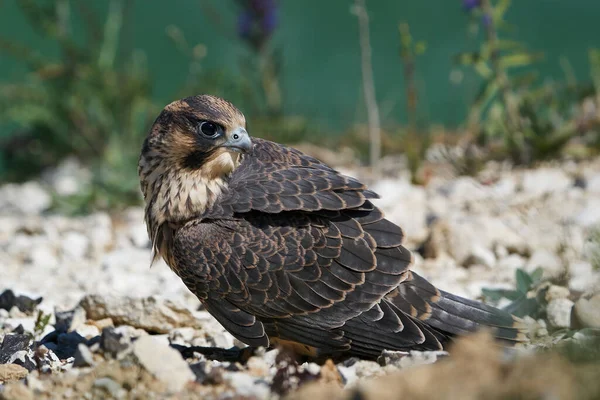 Falcão Peregrino Juvenil Seu Habitat Natural Stevns Klint Dinamarca — Fotografia de Stock