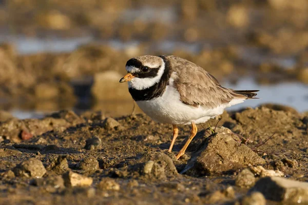 Plover Anillado Común Charadrius Hiaticula Entorno Natural — Foto de Stock