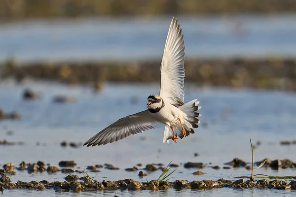 Common Ringed Plover Charadrius Hiaticula Its Natural Enviroment — Stock Photo, Image