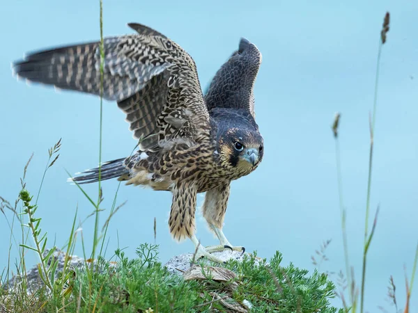 Sokół Peregrinowy Falco Peregrinus Naturalnym Środowisku — Zdjęcie stockowe