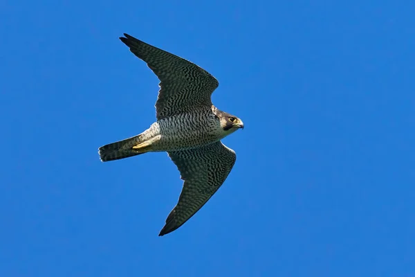 Peregrine Falcon Falco Peregrinus Danimarka Daki Doğal Ortamında — Stok fotoğraf