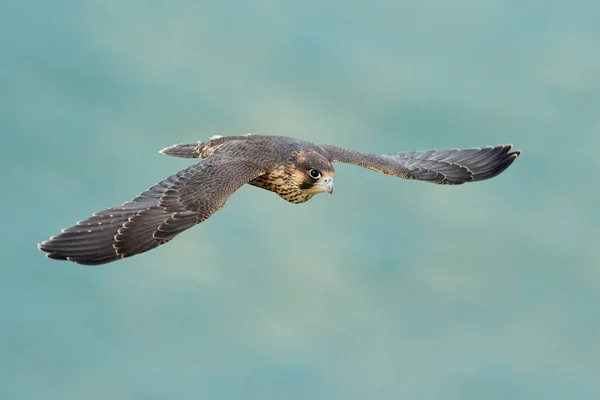 Juvenil Pilgrimsfalk Falco Peregrinus Sin Naturliga Miljö — Stockfoto