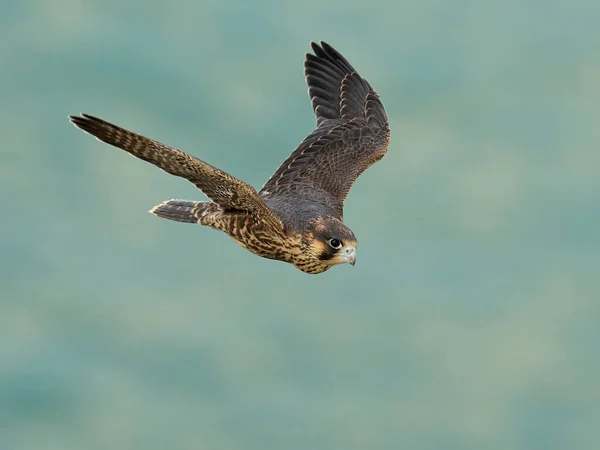 Falcão Peregrino Juvenil Falco Peregrinus Seu Ambiente Natural — Fotografia de Stock