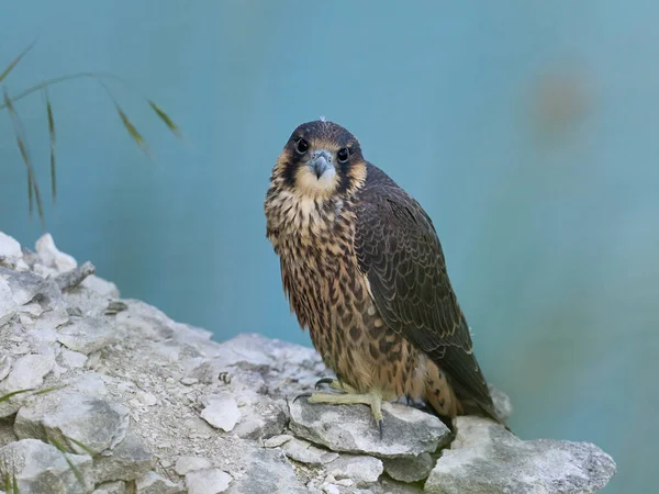 Halcón Peregrino Juvenil Falco Peregrinus Entorno Natural —  Fotos de Stock