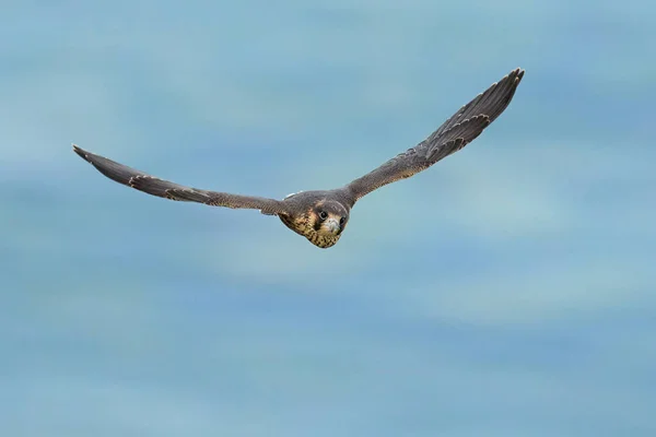 Falco Pellegrino Giovanile Falco Peregrinus Nel Suo Ambiente Naturale — Foto Stock
