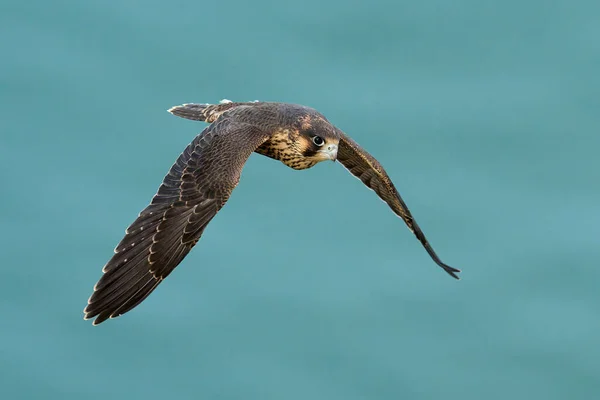 Halcón Peregrino Juvenil Falco Peregrinus Entorno Natural —  Fotos de Stock