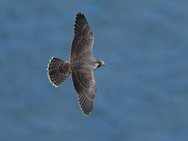 Falco Pellegrino Falco Peregrinus Nel Suo Ambiente Naturale Danimarca — Foto Stock
